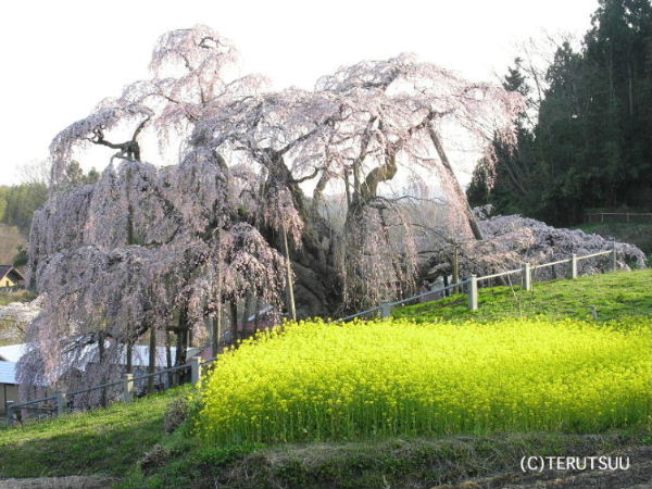 俳優佐藤輝 撮影 福島県三春町 満開の滝桜